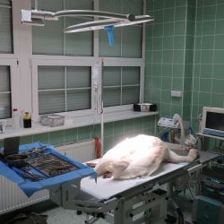 Labuť se zlomenou nohou operoval veterinář