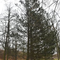Lochotínský park čeká třetí etapa revitalizace