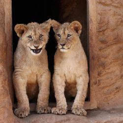 Lvi v plzeňské zoo slaví první narozeniny