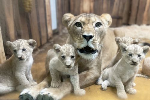 Foto: Lvíčata v zoo míří z porodního boxu do vnitřní expozice