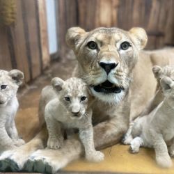 Lvíčata v zoo míří z porodního boxu do vnitřní expozice