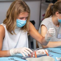 Medici se při letní škole experimentální chirurgie učí operovat na prasatech