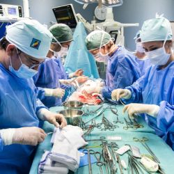 Medici se v Plzni učí operovat na prasatech