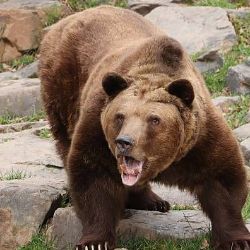 Medvědi v plzeňské zoo už jsou vzhůru