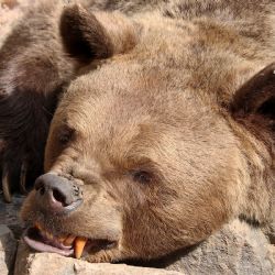 Medvědi v plzeňské zoo už jsou vzhůru, zhubli 50 kilo