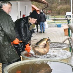 Město zahájilo prodej ryb, lidem doporučuje nenosit si je živé domů