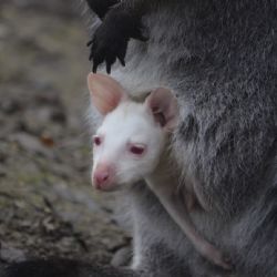 Mezi klokany v plzeňské zoo je třetí zbarvený bíle