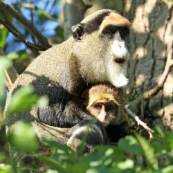 Mezi přírůstky plzeňské zoo patří kočkodan Brazzův