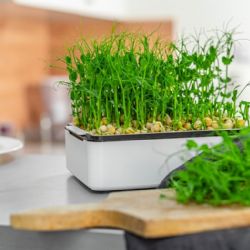 Microgreens nejsou jen ozdobou, ale také možností, jak pěstovat celý rok doma čerstvou zeleninu
