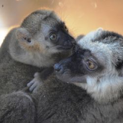 Mládě lemura v zoo dostalo jméno Jelimán