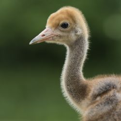 Mládě vzácného jeřába od Rozvadova skončilo v Zoo Ohrada