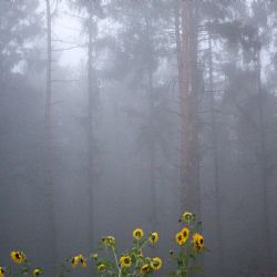 Motýli v ghettu nežijí, připomíná plzeňská výstava