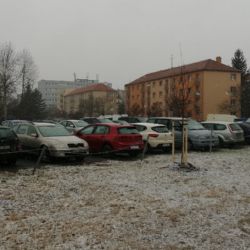 Na Borech je vysazeno šest nových dřevin