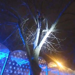 Na Chodském náměstí vylezl na strom, bál se prý povodní 