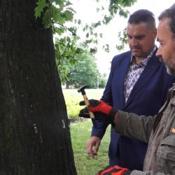 Na náměstí Míru kontrolovali stromy tomografem