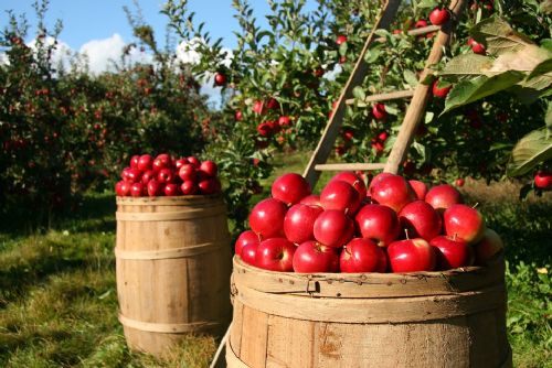 Foto: Sadaři v kraji očekávají slušnou úrodu jablek