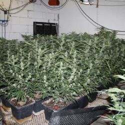 Na Přešticku a u Stoda pěstovali ve velkém konopí, policisté našli i zbraně