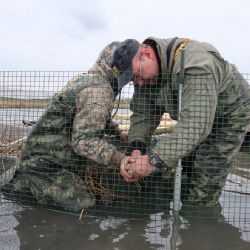 Na racky čekají na Novém rybníce lepší hnízdní ostrůvky
