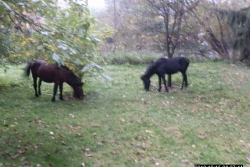 Foto: Na Slovanech utekli dva koně na zahradu seniorky