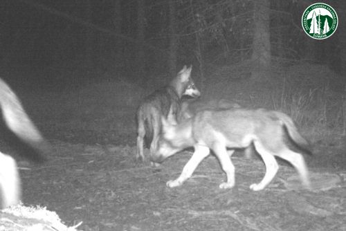 Foto: Na Šumavě a v Bavorském lese jsou už dvě vlčí smečky