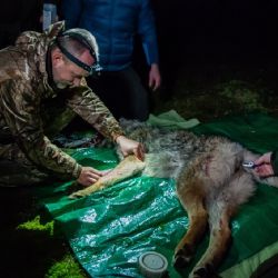Na Šumavě odchytili divokou vlčici a nasadili jí obojek 