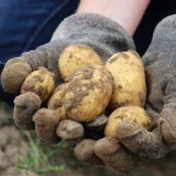 Na Tachovsku řádí zloději brambor, farmář instaloval fotopasti