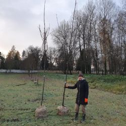Na třech plzeňských hřbitovech byly vysázeny nové stromy