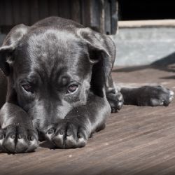 Na ulici ženě vtiskla bezdomovkyně štěně do ruky 