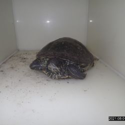 Na zahradu Na Výsluní dokráčela želva. Není vaše?