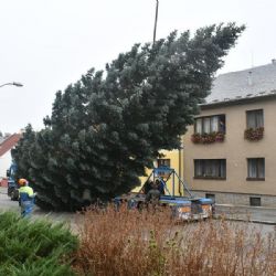 Náměstí Republiky v Plzni letos ozdobí vánoční smrk z Doubravky