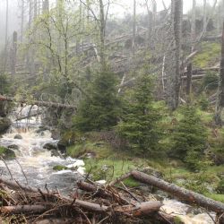 Správa NP Šumava představila návrh klidových území