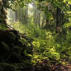 Národní parky Šumava a Bavorský les vydávají svůj zlatý poklad – jedinečné informace