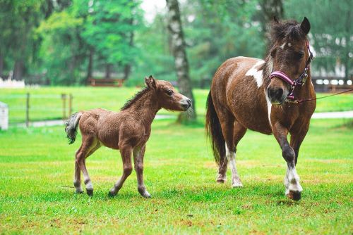 Foto: Nejmenší koně na světě už jsou obyvateli Boheminia