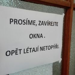 Netopýři hledají útočiště i na gymnáziu