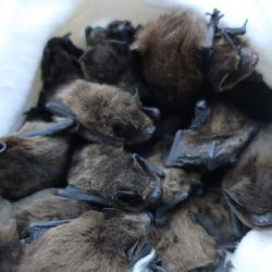 Netopýři už zase obsazují a devastují plzeňské byty 