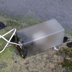 Netopýři zase devastují plzeňské byty. Zajistěte si je