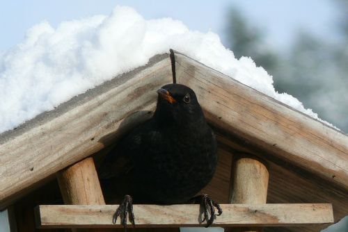 Foto: Nezapomínejte přikrmovat ptáčky