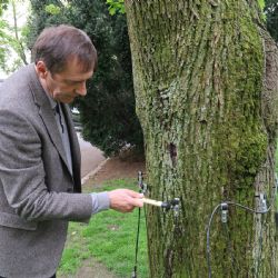 Nový přístroj pomáhá odhalit defekty větví a kmenů stromů 
