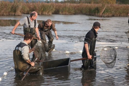 Foto: Rybáři ve čtvrtek a v pátek loví rybník Regent u Chodové Plané