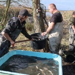 Ptačí rezervace Nový rybník u Líní vydal štiky, candáty i kapry. Fotogalerie