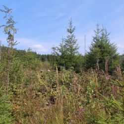 NP Šumava: Les se obnovuje nečekanou rychlostí 