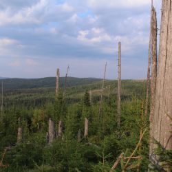 NP Šumava: Příroda si umí pomoci sama, třeba i s obnovou lesa