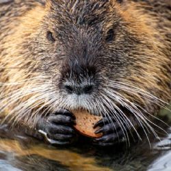 Nutrie obtěžují obyvatele Tachova