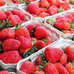 O jahody na plzeňských plantážích je obří zájem