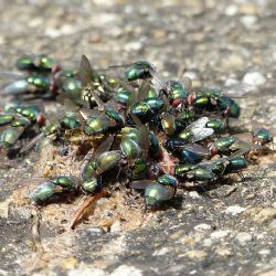 Obyvatele obcí v okolí Velkého Malahova na Tachovsku trápí invaze much