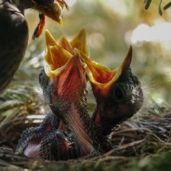 Obyvatelé Třemošné u Plzně se bouří proti kácení stromů