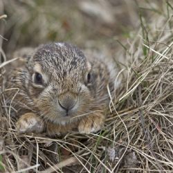 Ochránci zvířat opakují: Nezachraňujte ´opuštěné´ zajíčky 