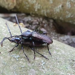 Odborníci slaví – na Šumavě objevili další vymizelé druhy brouků