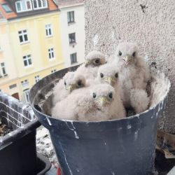 Okénko do činnosti zvířecích záchranářů: poštolky, jiřičky, vlaštovky...