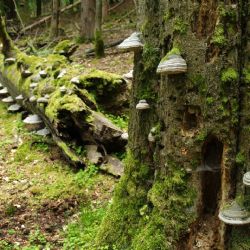 Opomíjená přírodní rezervace překvapila. Ostrůvek skrývá vzácné lišejníky